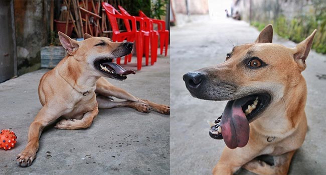 Chú chó Phú Quốc đắt giá nhất Việt Nam được đại gia khắp nơi “săn đón”