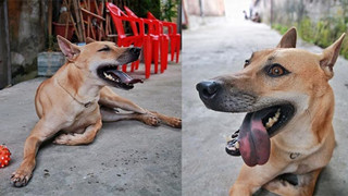 Chú chó Phú Quốc đắt giá nhất Việt Nam được đại gia khắp nơi “săn đón”