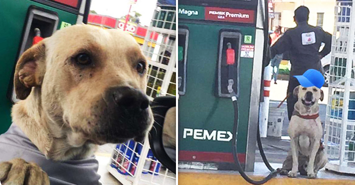 Được cho ăn, chú chó hoang trả ơn bằng cách bảo vệ nhân viên trạm xăng khỏi kẻ cướp