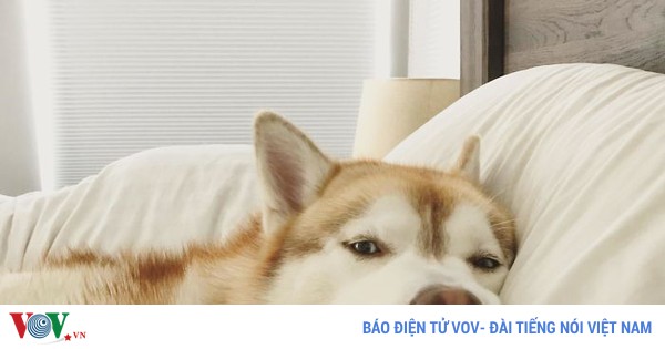 Tình huống “dở khóc dở cười” khi bị chó, mèo cưng chiếm chỗ trên giường ngủ