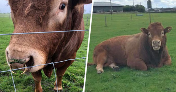 Chú bò "gãi mông" đổ cả cột điện khiến 800 hộ dân chìm nghỉm trong bóng tối