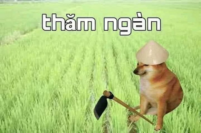 Thăm Ngàn có nghĩa gì, có nguồn gốc từ đâu và xuất hiện trong meme ra sao?