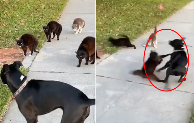 Đi lạc vào chỗ các boss mèo đang chill, chú chó tội nghiệp bị cả “băng đảng” đuổi chạy tóe khói