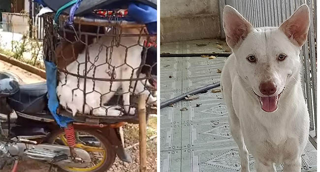 Số phận của chú chó mang bầu được giải cứu sau màn cự cãi tay đôi với người buôn chó ‘chảnh chọe’