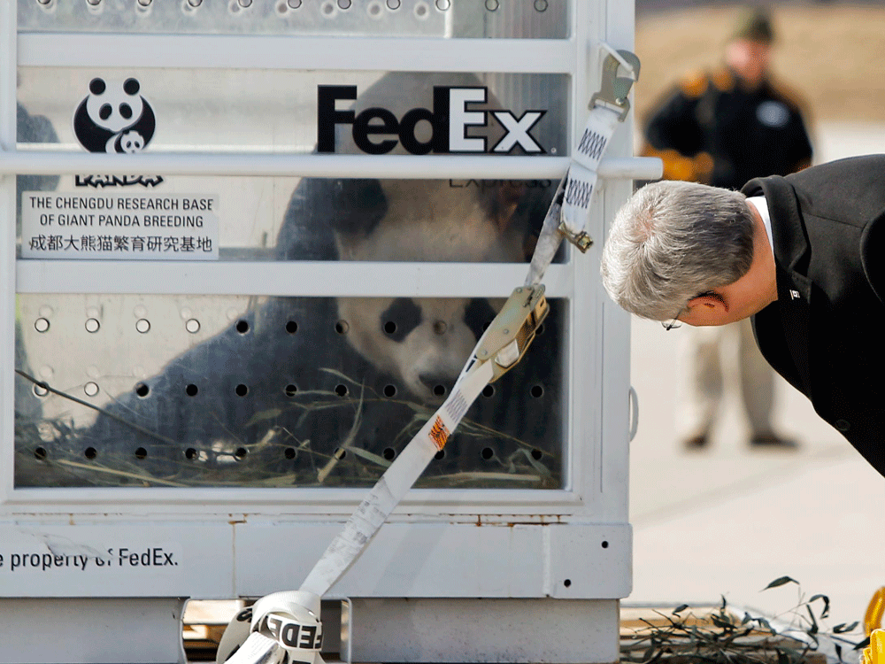 Canada trả gấu trúc hữu nghị về Trung Quốc vì thiếu thức ăn do dịch bệnh