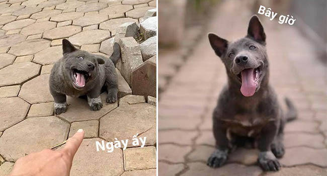 Chỉ sau 3 tháng thành đại boss quốc dân, chú chó Nguyễn Văn Dúi khiến dân mạng bất ngờ với màn “dậy thì” có vẻ không mấy thành công