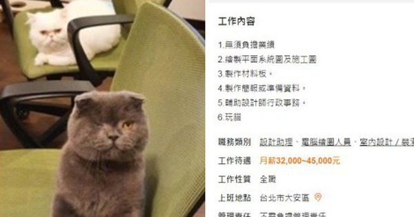 Công ty đăng tin tuyển dụng mức lương khủng còn được chơi với mèo, hội mê mệt thú cưng ngay tức khắc đổ xô ứng tuyển
