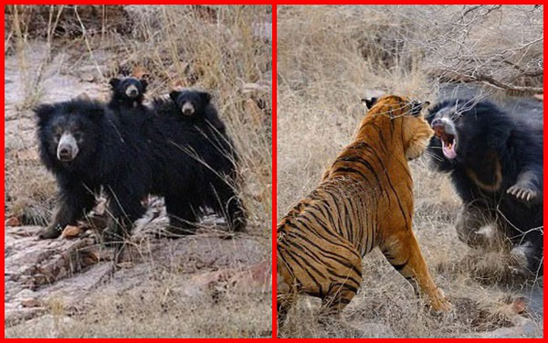 "Tử chiến" để bảo vệ con, gấu lợn mẹ khiến hổ dữ nhận thất bại vô cùng tủi hổ