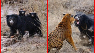 "Tử chiến" để bảo vệ con, gấu lợn mẹ khiến hổ dữ nhận thất bại vô cùng tủi hổ