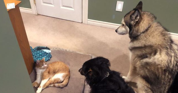 20 khuôn mặt đáng thương của những chú cún bị đám mèo "hung hăng" cướp mất giường