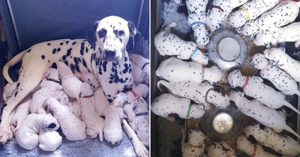 Khi phim Disney thành hiện thực: Chó đốm mẹ sinh một lèo 18 đứa con đáng yêu hết nấc sau nhiều giờ 'lâm bồn'