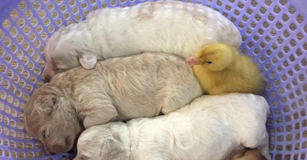 Mua trứng lộn về tẩm bổ cún cưng, gia đình Sài Gòn bỗng có thêm chiếc "loa phường di động" khi trứng nở thành cục vàng bé tí xíu