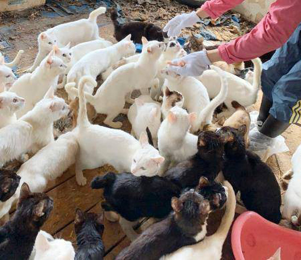 Một gia đình Nhật Bản bị khởi tố vì... nuôi 238 con mèo