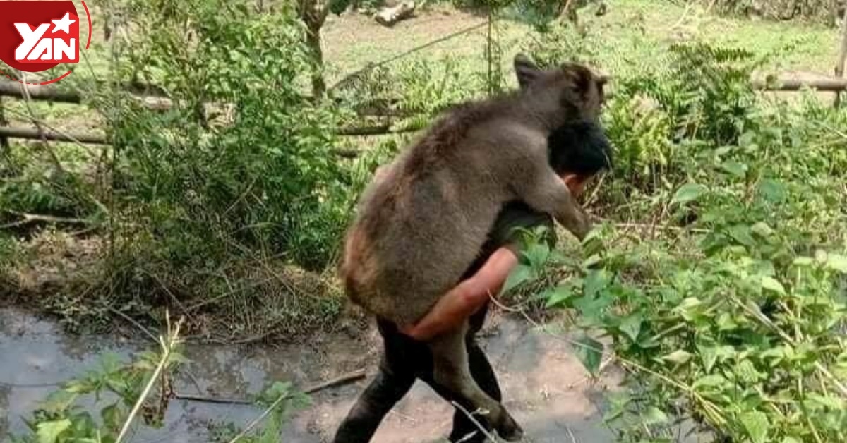 Bi hài chuyện nghé lạc quên đường về, chủ phải lên núi cõng xuống