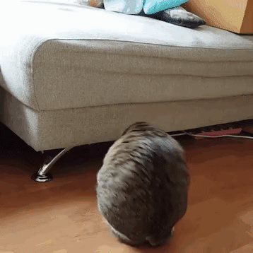 Chú rất tinh nghịch như bao chú mèo mạnh khỏe khác.