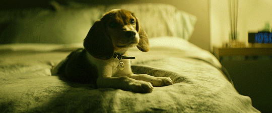 John Wick: Tiết lộ nguyên nhân vì sao chú chó yêu của Wick phải chết?  2