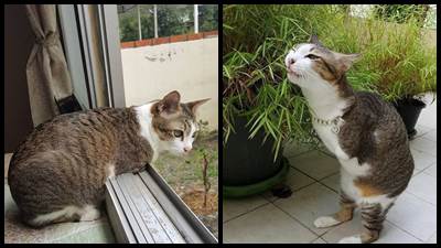 Khâm phục nghị lực sống mãnh liệt của chú mèo 2 chân