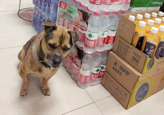 Chú chó quanh quẩn trong bệnh viện 3 tháng đợi chủ đã mất vì COVID-19