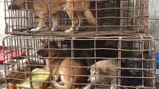Liên minh bảo vệ chó châu Á đề nghị Việt Nam cấm giết mổ và tiêu thụ thịt chó, mèo