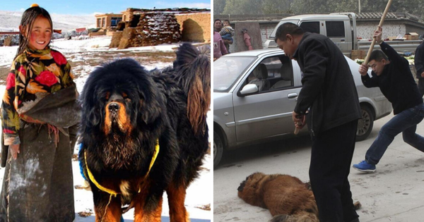 Câu chuyện buồn về 'cơn sốt' chó ngao Tây Tạng: Từ thần khuyển chục tỷ đồng đến bầy chó hoang hàng vạn con bị ruồng bỏ