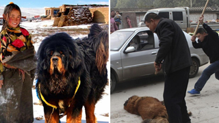 Câu chuyện buồn về 'cơn sốt' chó ngao Tây Tạng: Từ thần khuyển chục tỷ đồng đến bầy chó hoang hàng vạn con bị ruồng bỏ