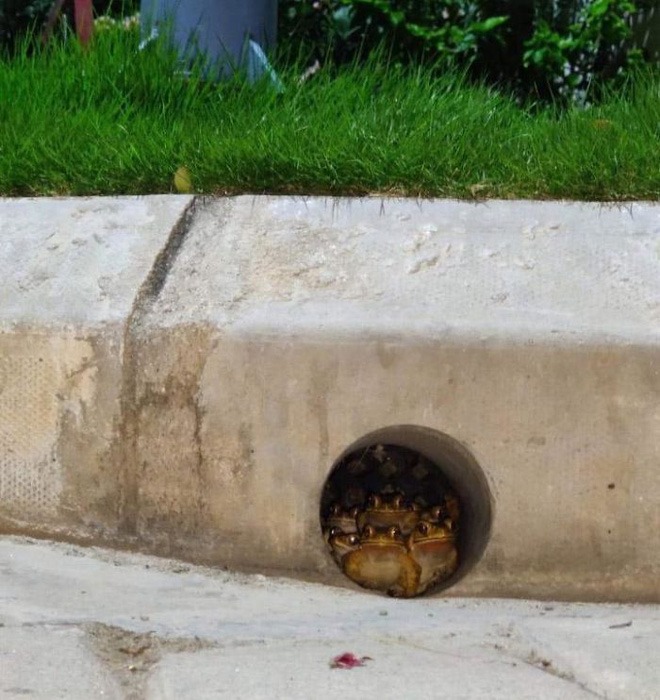 Loạt ảnh thiên nhiên kỳ lạ version phim kinh dị khiến người xem nổi da gà 