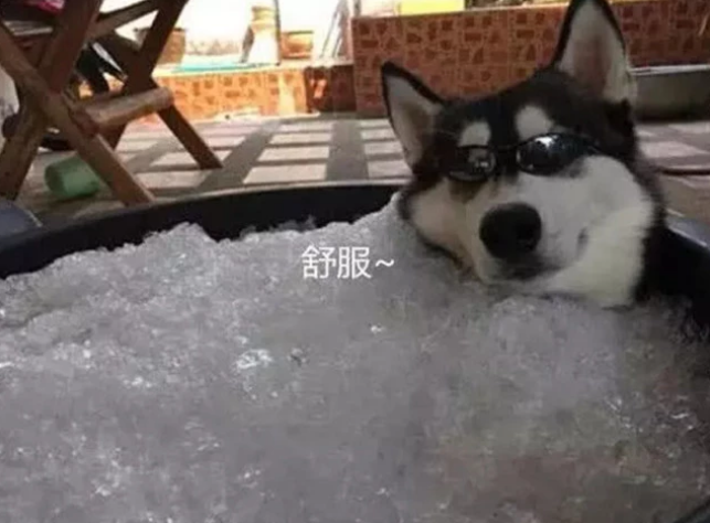 Husky chỉ lo phá nhà phá cửa liền bị chủ nhân vùi trong nước đá, ai ngờ đâu nó càng khoái chí