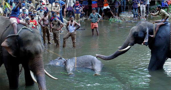 Voi mang thai chết vì ăn trái cây nhét pháo bên trong