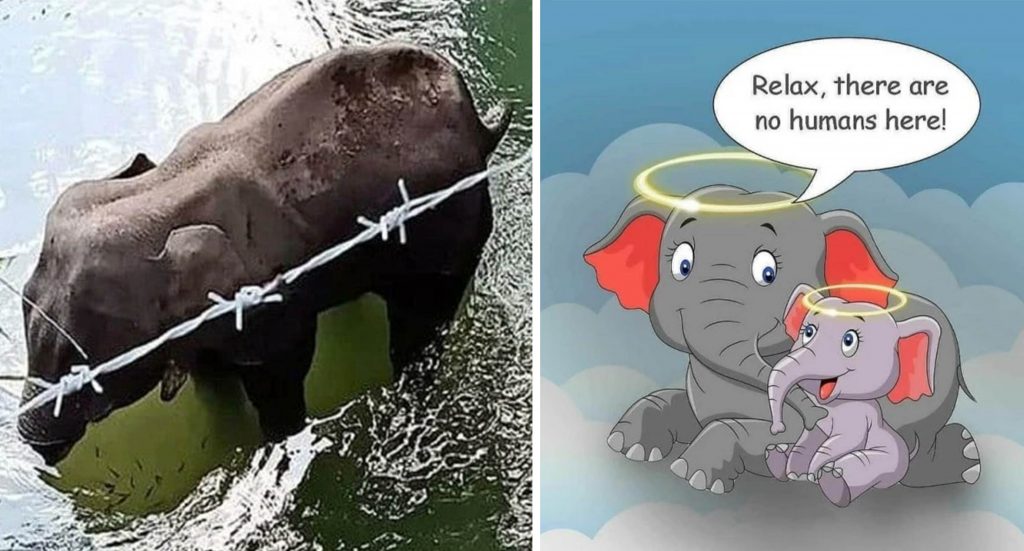 Họa sĩ trên khắp thế giới vẽ lại hình ảnh cô voi đang mang ᴛʜаі, bị dân lừa ăn quả dứa chứa pháo phát nổ rồi qua đời