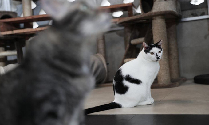 Ly dị vì vợ quá mê mèo