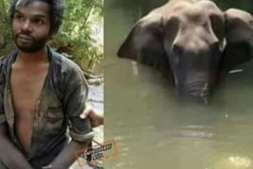 Vụ voi ăn dứa nhồi pháo nổ: Người chết bị "dựng dậy" vì nghi là thủ phạm