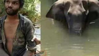 Vụ voi ăn dứa nhồi pháo nổ: Người chết bị "dựng dậy" vì nghi là thủ phạm