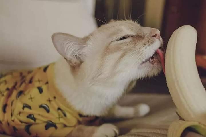 "Bậc nhất tiểu tam" tung bộ ảnh ăn chuối nhạy cảm gây sốt cộng đồng mạng