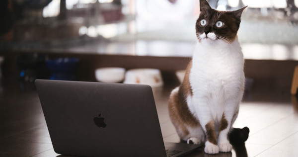 Nhật Bản: Họp từ xa xong sếp vẫn "bắt" online chỉ để ngắm mèo nhà nhân viên