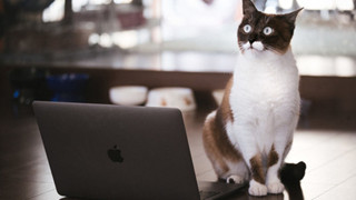 Nhật Bản: Họp từ xa xong sếp vẫn "bắt" online chỉ để ngắm mèo nhà nhân viên