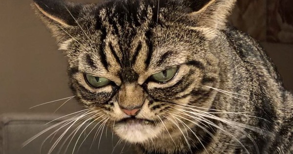 Mặt lúc nào cũng 'không vui vẻ hay quạu', chú mèo khó ở vẫn được dân mạng săn đón nhiệt tình vì chính sự độc đáo của mình