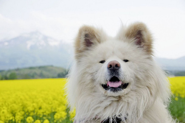 Wasao - chú chó lông dài nổi tiếng, từng là đại sứ du lịch Nhật Bản, trưởng ga tàu đã qua đời ở tuổi 13
