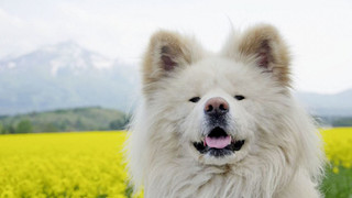 Wasao - chú chó lông dài nổi tiếng, từng là đại sứ du lịch Nhật Bản, trưởng ga tàu đã qua đời ở tuổi 13