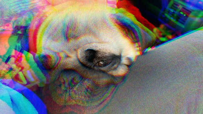 Ăn phải phân người chứa nấm ảo giác, chó pug nhập viện vì "phê"