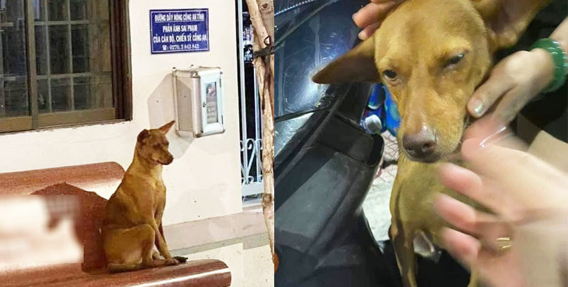 Bị lạc vì mải chơi, cô cún đến thẳng đồn công an chờ chủ