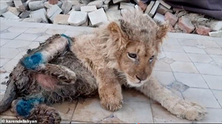 Tổng thống Putin nổi nóng khi chú sư tử Simba bị đánh gãy chân chỉ để cho du khách tiện chụp ảnh