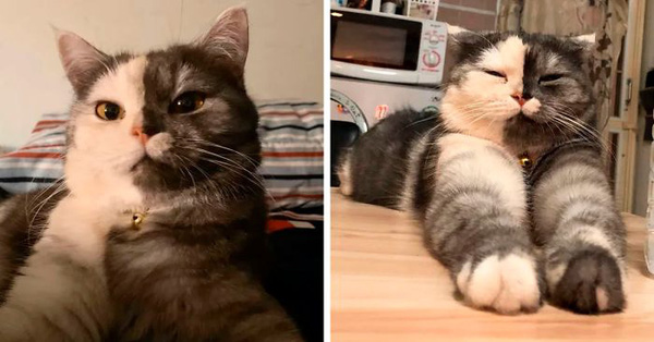 Dân mạng phát cuồng vì bé mèo "2 mặt" ú na ú nần đến từ Thái Lan