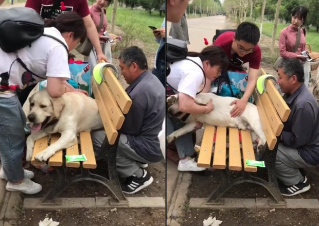 Cảnh khuyển về hưu mắc kẹt vào ghế ở công viên vì quá... thừa cân khiến cư dân mạng vừa buồn cười vừa thương