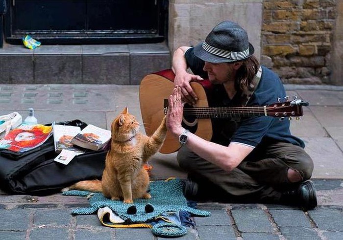 Chú mèo đường phố Bob qua đời ở tuổi 14