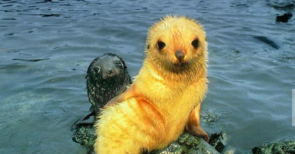 Chú hải cẩu lông vàng trông như Pikachu gây xôn xao MXH khiến dân mạng hoang mang không biết là hàng thật hay đồ giả