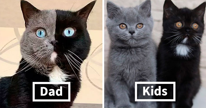 Mèo bố "2 mặt" đẹp trai lai láng nhưng 2 hậu duệ mới là sự di truyền hoàn hảo