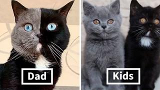 Mèo bố "2 mặt" đẹp trai lai láng nhưng 2 hậu duệ mới là sự di truyền hoàn hảo