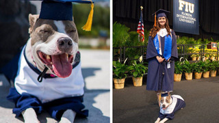 Đi học đều hơn cả chủ, chú chó được trường đại học trao bằng cử nhân danh giá