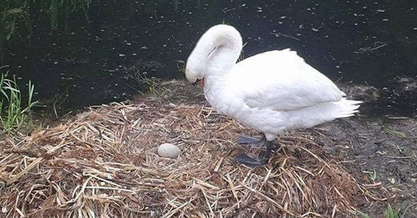 Thiên nga mẹ đau khổ cùng cực và chết gục vì bạn đời bỏ đi, những quả trứng thì bị trẻ con dùng gạch đập nát