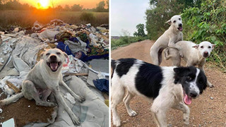 Được người đi đường cho ăn, những chú chó hoang vui ra mặt khi không cần phải ăn rác qua ngày: Hạnh phúc thật ngắn ngủi